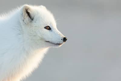 Zorro Ártico Islandia — 8