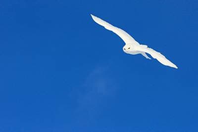 Sneeuwuilen in Canada — 10