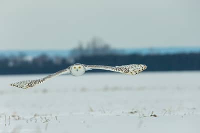 Sneeuwuilen in Canada — 6