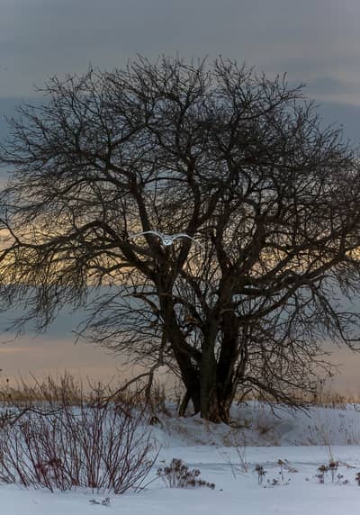 Sneeuwuilen in Canada — 14