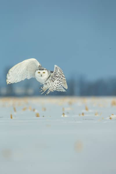 Sneeuwuilen in Canada — 13