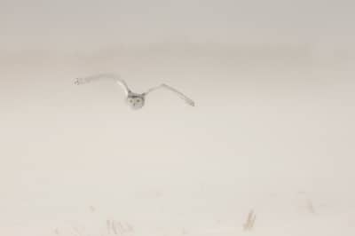 Sneeuwuilen in Canada — 8