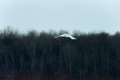 Sneeuwuilen in Canada — 22