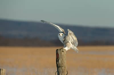 Sneeuwuilen in Canada — 29