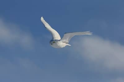 Sneeuwuilen in Canada — 15