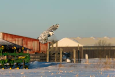 Sneeuwuilen in Canada — 18