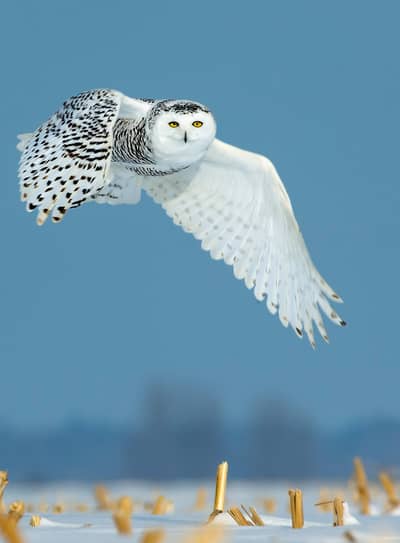 Sneeuwuilen in Canada — 3