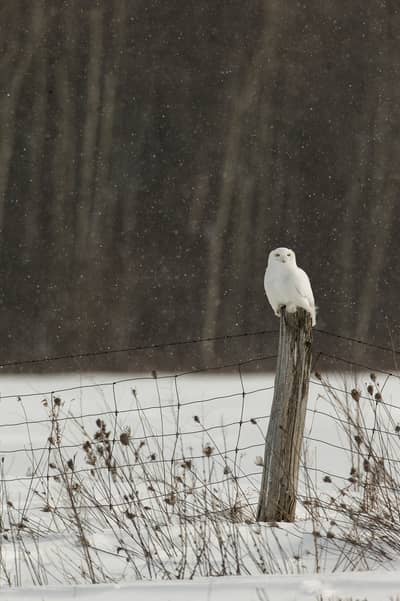 Sneeuwuilen in Canada — 7