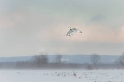 Sneeuwuilen in Canada — 27