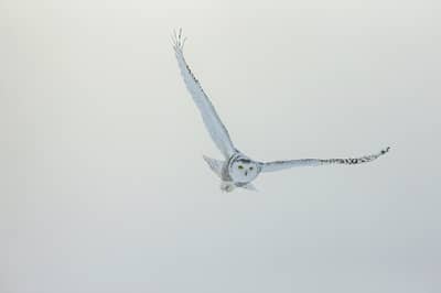 Sneeuwuilen in Canada — 23