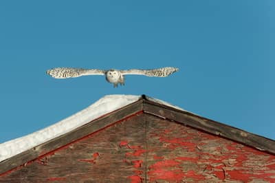 Sneeuwuilen in Canada — 17