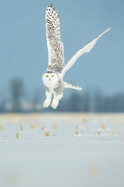 Sneeuwuilen in Canada — 5