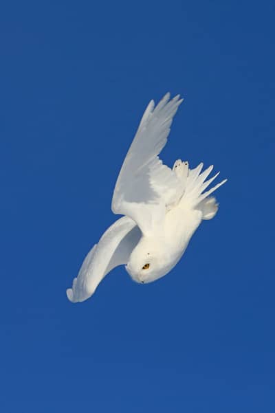 Sneeuwuilen in Canada — 4