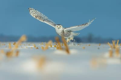 Sneeuwuilen in Canada — 20