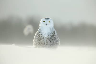 Sneeuwuilen in Canada — 28