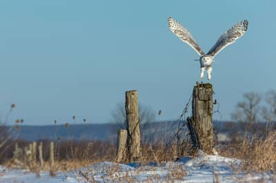 Sneeuwuilen in Canada — 16