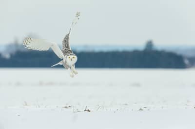 Sneeuwuilen in Canada — 31