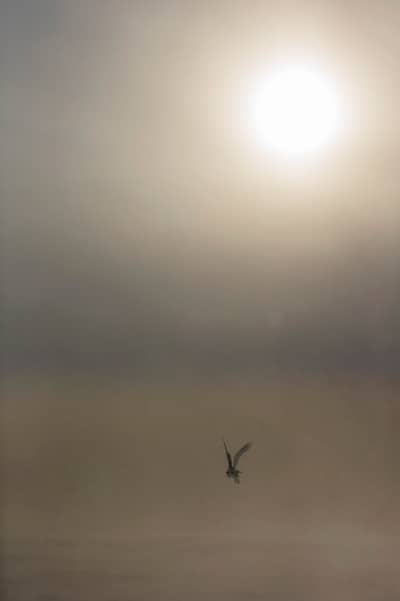 Sneeuwuilen in Canada — 1