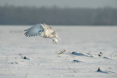 Sneeuwuilen in Canada — 25