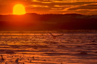 Sneeuwuilen in Canada — 24