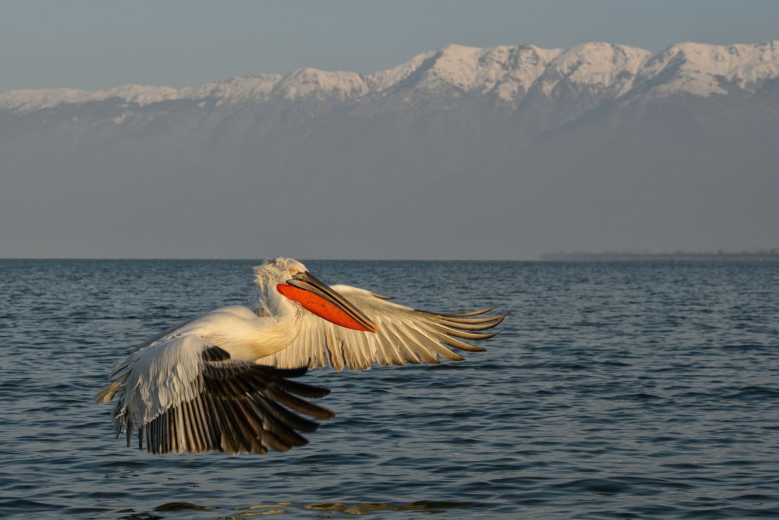 Vultures and Pelicans