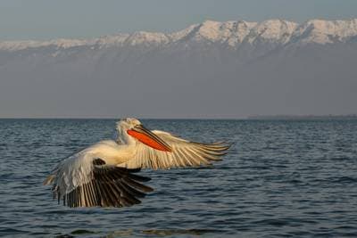 Vultures and Pelicans — 10