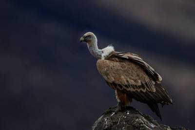 Vultures and Pelicans — 12