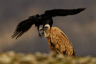 Vultures and Pelicans — 9