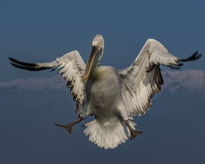 Vultures and Pelicans — 6