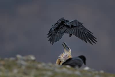 Vultures and Pelicans — 18