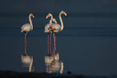 Vultures and Pelicans — 16