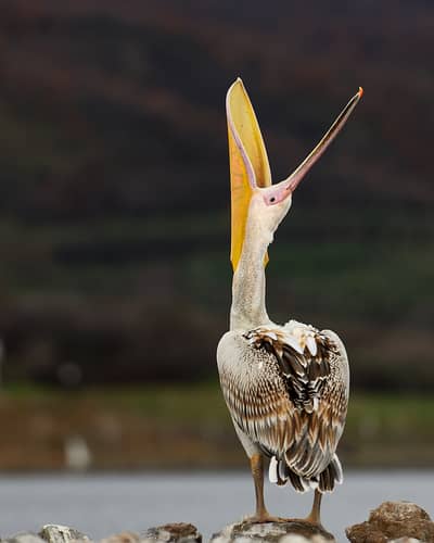 Vultures and Pelicans — 22