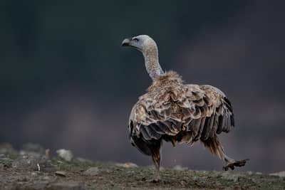 Vultures and Pelicans — 27