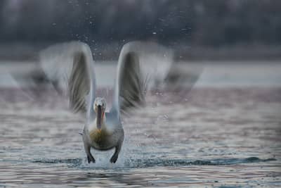 Vultures and Pelicans — 15