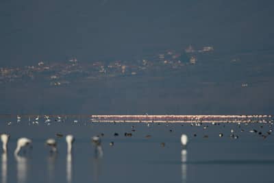 Vultures and Pelicans — 23