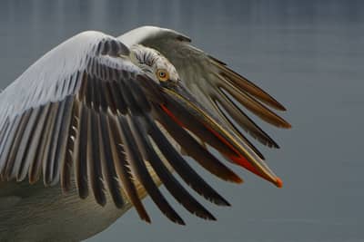 Vultures and Pelicans — 8