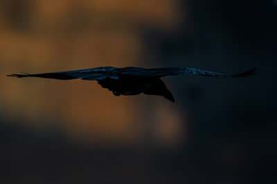 Vultures and Pelicans — 24