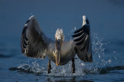Vultures and Pelicans — 7