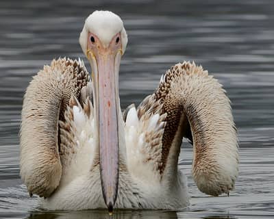 Vultures and Pelicans — 1