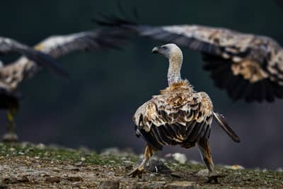 Vultures and Pelicans — 2