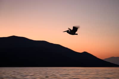 Vultures and Pelicans — 20