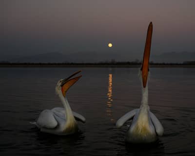 Vultures and Pelicans — 26
