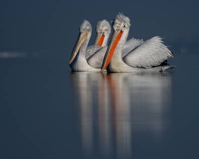 Vultures and Pelicans — 13