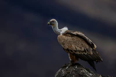 Vultures and Pelicans — 19