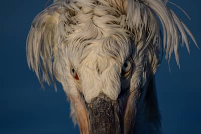 Vultures and Pelicans — 14