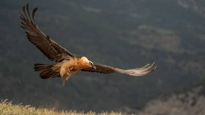 Vulture Feast — 25