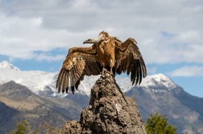 Vulture Feast — 26