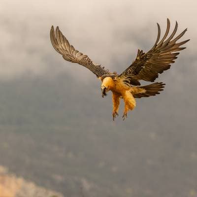 Vulture Feast — 27