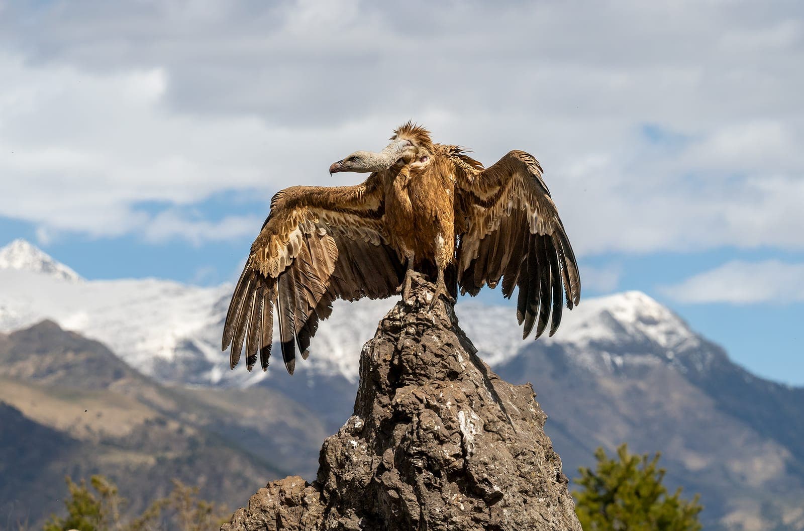 Spain — Vultures, Spanish Imperial Eagle, and Iberian Lynx