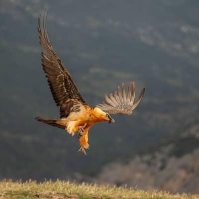 Vulture Feast — 53